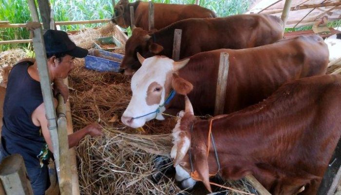 Penjualan Kurban Turun Tajam Warga Bandung Tahan Belanja