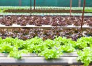 Gaya Hidup Urban Farming, Cocok Buat Generasi Milenial
