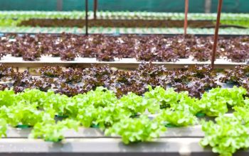 Gaya Hidup Urban Farming, Cocok Buat Generasi Milenial