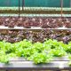 Gaya Hidup Urban Farming Cocok Buat Generasi Milenial