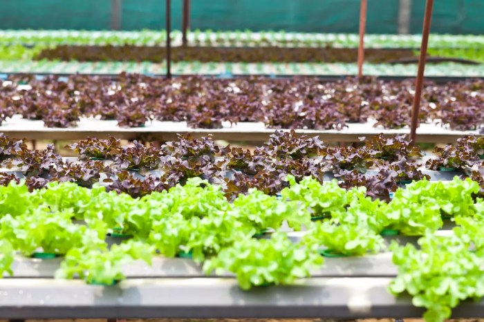 Urban Farming, Gaya Hidup Sehat atau Tren Semata? - KlikDokter Gaya Hidup Urban Farming, Cocok Buat Generasi Milenial