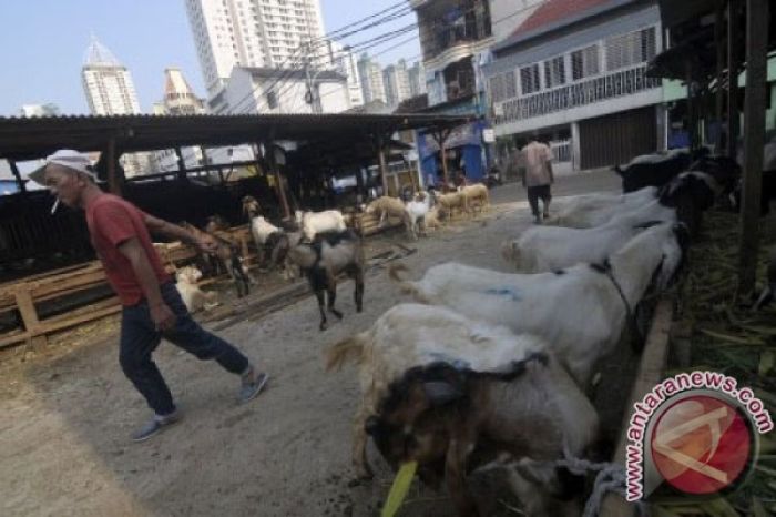 Pedagang hewan kurban andalkan pasokan dari Jawa - ANTARA News Ekonomi Kurban Melemah, Pedagang Cari Solusi