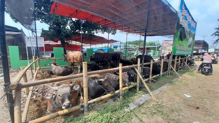 Global Qurban ACT Bekasi Perluas Manfaat Ekonomi dari Kurban Tahun Ini ... Global Qurban ACT Bekasi Perluas Manfaat Ekonomi dari Kurban Tahun Ini ...