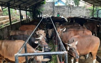 Tahun Ini Kurban Tak Seramai Sebelumnya, Ini Fakta Ekonominya