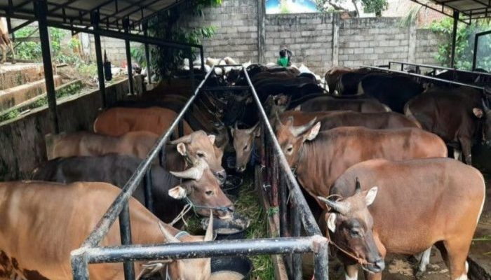 Tahun Ini Kurban Tak Seramai Sebelumnya Ini Fakta Ekonominya