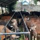 Tahun Ini Kurban Tak Seramai Sebelumnya Ini Fakta Ekonominya