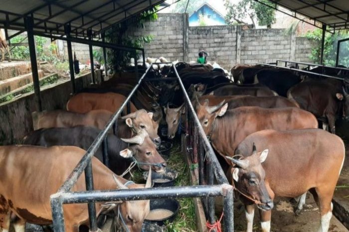 Bapanas Cari Solusi Nasib Ribuan Hewan Sisa Penjualan Kurban Tahun Ini Kurban Tak Seramai Sebelumnya, Ini Fakta Ekonominya