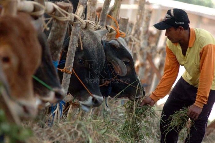 Hikmah di Balik Ibadah Kurban Bagi Umat Islam Ekonomi Kurban Melemah, Pedagang Cari Solusi
