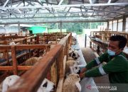 Pakar ekonomi: Belanja kurban gerakkan perekonomian rakyat - ANTARA News
