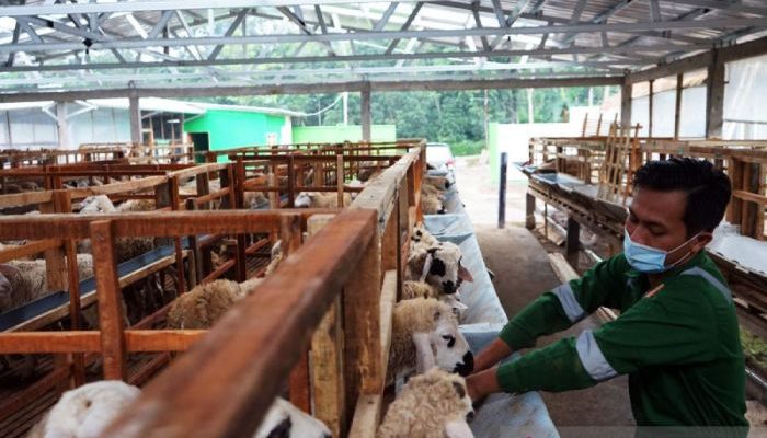 Ekonomi Kurban Melemah Pedagang Cari Solusi Kreatif