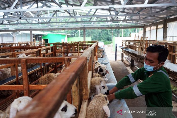 Pakar ekonomi: Belanja kurban gerakkan perekonomian rakyat - ANTARA News Pakar ekonomi: Belanja kurban gerakkan perekonomian rakyat - ANTARA News