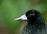Musim Burung Menukik di Australia, Jemur Pakaian Perlu Helm untuk Keselamatan