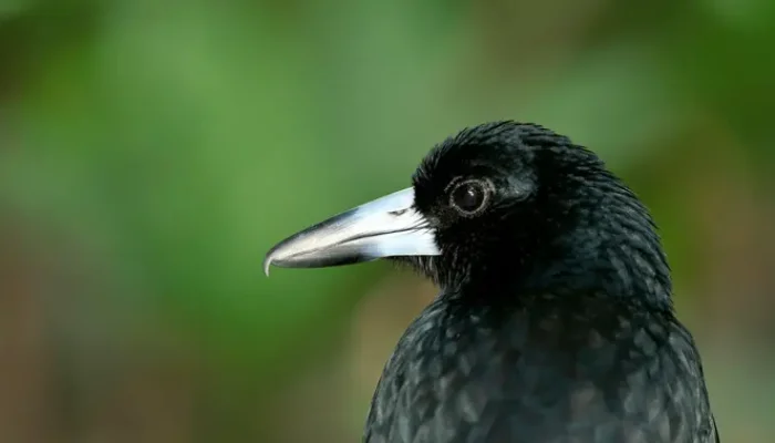 Musim Burung Menukik di Australia, Jemur Pakaian Perlu Helm untuk Keselamatan