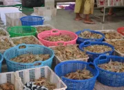 Kasus Radioaktif Membuat Petambak Udang Cemas dan Prihatin