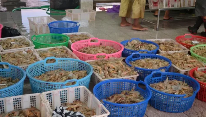 Kasus Radioaktif Membuat Petambak Udang Cemas dan Prihatin