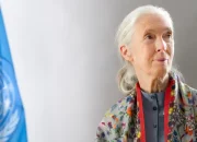 Jane Goodall Wafat di Usia 91 Tahun, Ikon Perlindungan Simpanse