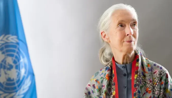 Jane Goodall Wafat di Usia 91 Tahun, Ikon Perlindungan Simpanse