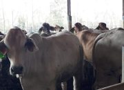 Emiten Daging Ini Beberkan Dampak Keuntungan Program MBG