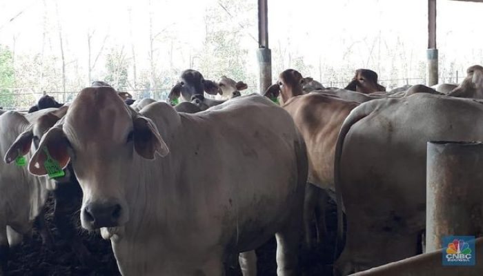 Emiten Daging Ini Beberkan Dampak Keuntungan Program MBG