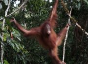 Orang Utan Artemis dan Gieke Kembali ke Hutan Taman Nasional Betung Kerihun Setelah Sekolah Bertahun-tahun