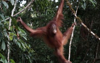 Orang Utan Artemis dan Gieke Kembali ke Hutan Taman Nasional Betung Kerihun Setelah Sekolah Bertahun-tahun