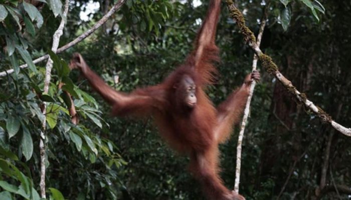 Orang Utan Artemis dan Gieke Kembali ke Hutan Taman Nasional Betung Kerihun Setelah Sekolah Bertahun-tahun