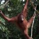 Orang Utan Artemis dan Gieke Kembali ke Hutan Taman Nasional Betung Kerihun Setelah Sekolah Bertahun-tahun