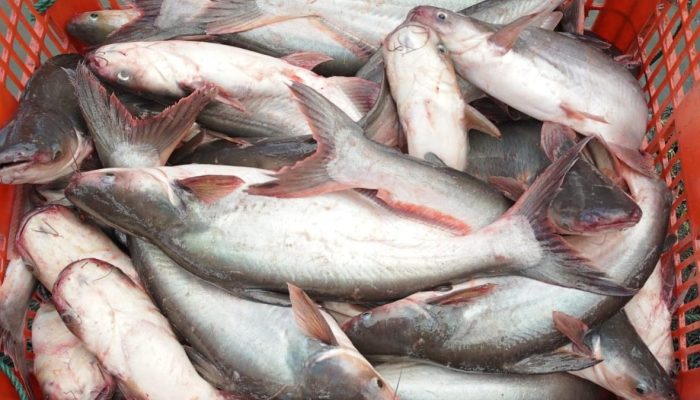 7 Tips Menghindari Rasa Pahit pada Ikan Patin, Bahan dan Bumbu yang Perlu Digunakan