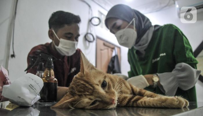 Populasi Kucing Liar di Jakarta Selatan Meningkat, 2569 Ekor Disterilisasi