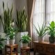 8 Tanaman Hias Ideal untuk Sudut Ruangan dengan Pencahayaan Terbatas