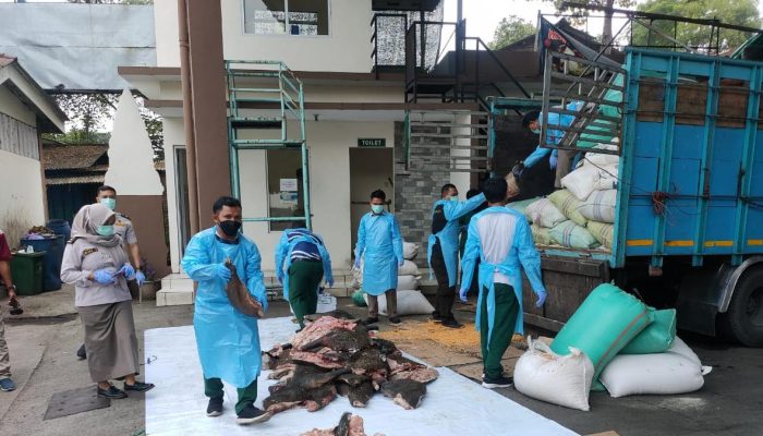 Wabah ASF Larang Daging Babi Masuk Indonesia, Apa Bahayanya Bagi Manusia?