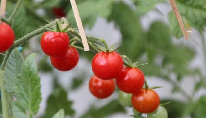 Ceri Terjual Rp 2,8 Juta per Buah di Jepang Cetak Rekor Awal 2026