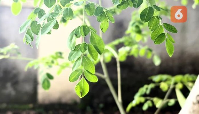 Atasi Asam Urat dengan Rutin Konsumsi Daun Kelor dan Jaga Pola Makan yang Baik