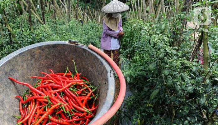 Kondisi Pasokan Cabai Jelang Ramadan di Cuaca Ekstrem