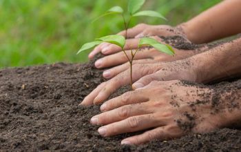 Penguatan Penghijauan Kota Jakarta Barat untuk Keberlanjutan
