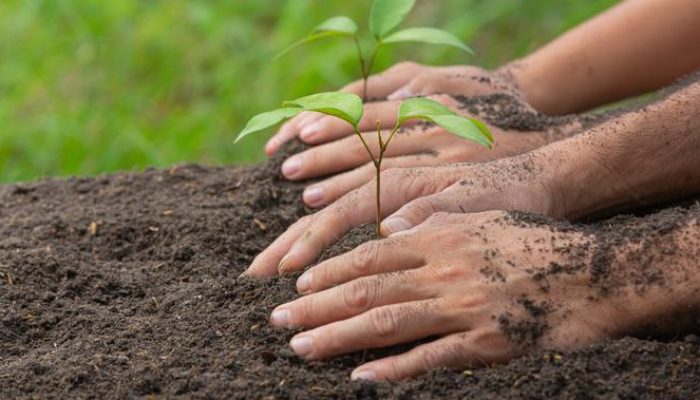 Penguatan Penghijauan Kota Jakarta Barat untuk Keberlanjutan