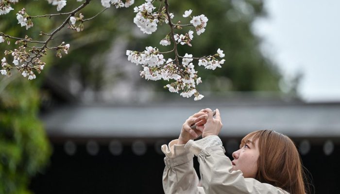 Festival Bunga Sakura di Kaki Gunung Fuji Dibatalkan karena Overtourism dan Opsi Alternatifnya