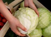 Cara Mencuci Kol dengan Tepat, Tips Mudah Menghilangkan Cacing dan Kotoran Tersembunyi