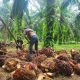 Peran Vital Pekerja Perempuan dalam Rantai Produksi Sawit di Indonesia